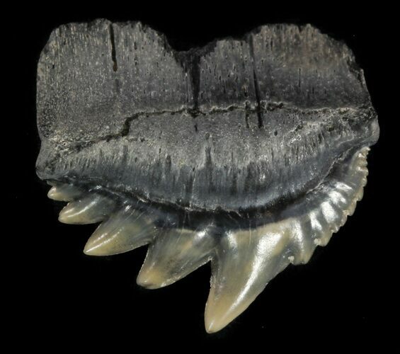 Fossil Cow Shark (Notorhynchus) Tooth - Aurora, NC #47645